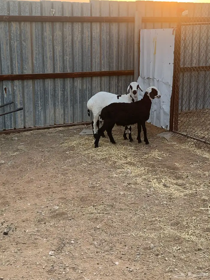 طليان طيبه للبيع 5