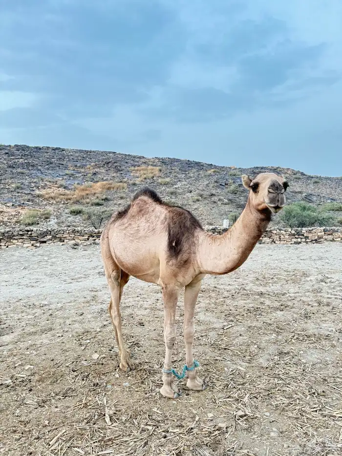 للبيع بكره لقيه 0