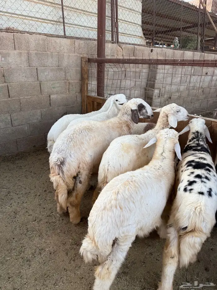 طليان وتيوس ذبايح نظيفه ع الشرط ( سلخ وتوصيل ) 0