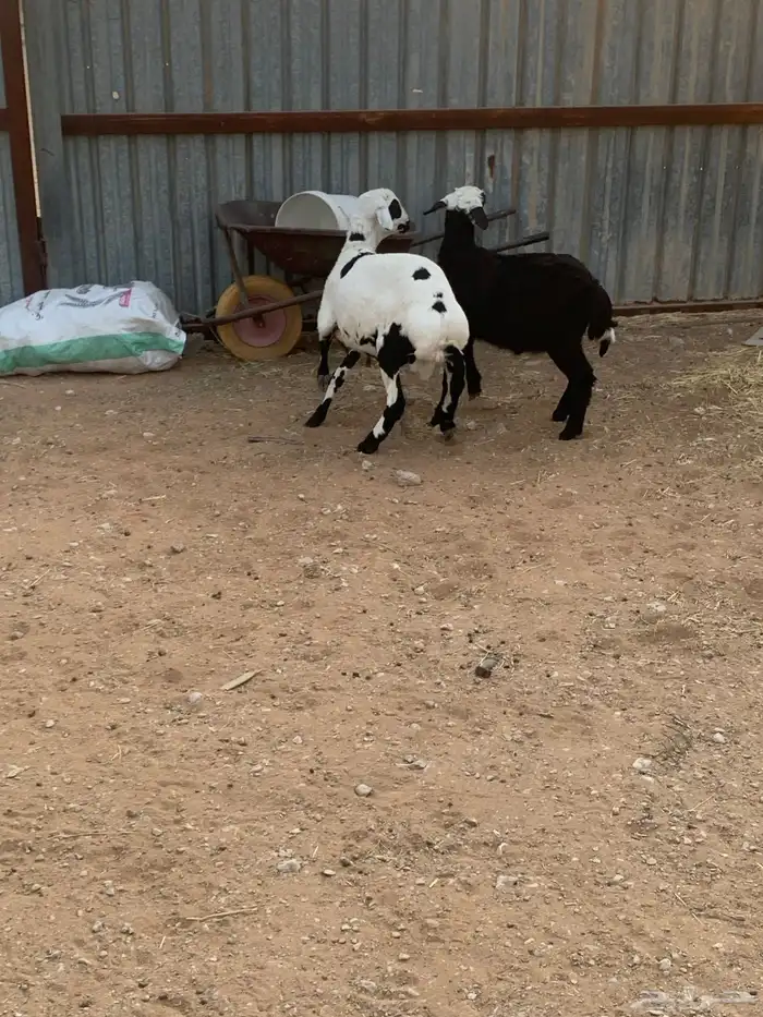 طليان طيبه للبيع 6