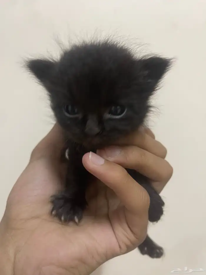 قطه 5