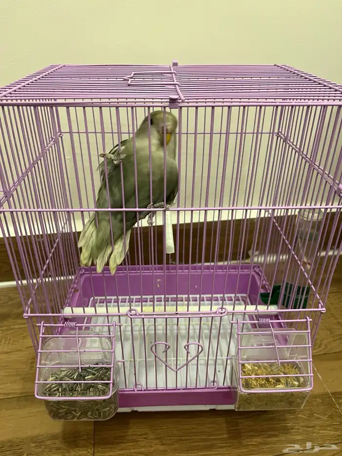 للبيع طير روز اللون موضح بالصوره العمر 3 شهور مع القفص 0