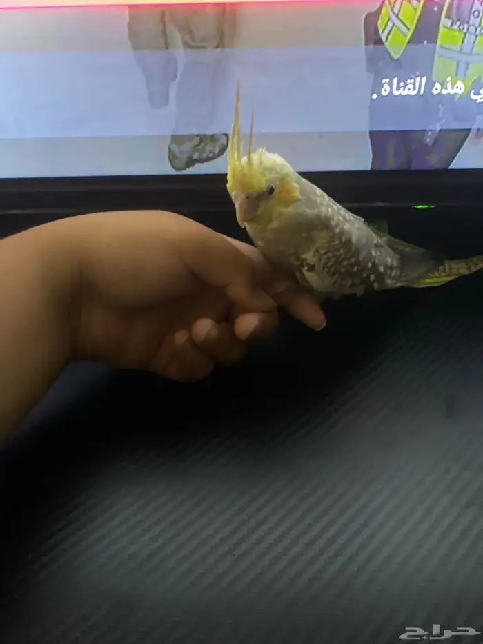 فرخ كراون 1
