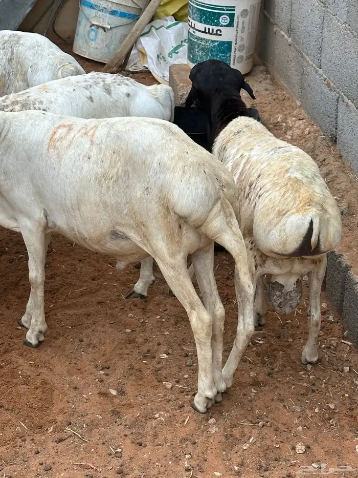 سواكن ورفيديات وبرابر طب وتخير 33