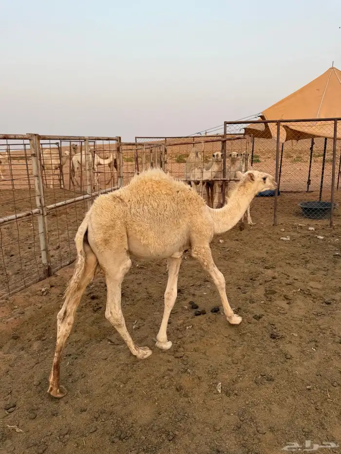 العرض الاول   قعود لباني للبيع 0
