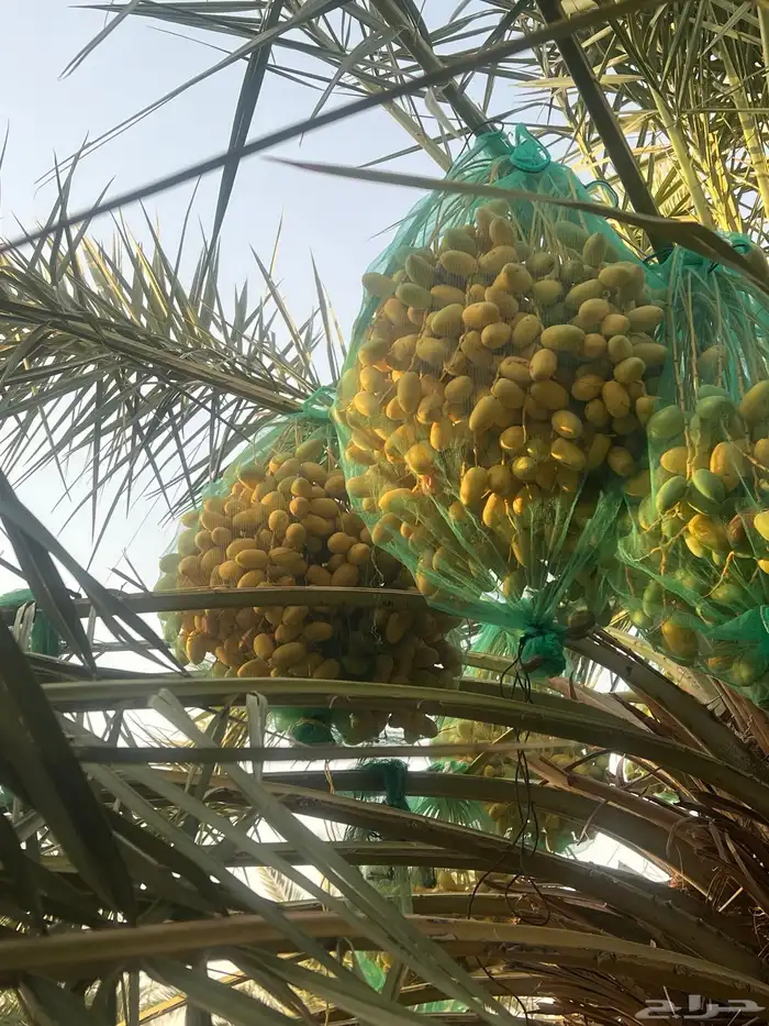نخيل 4
