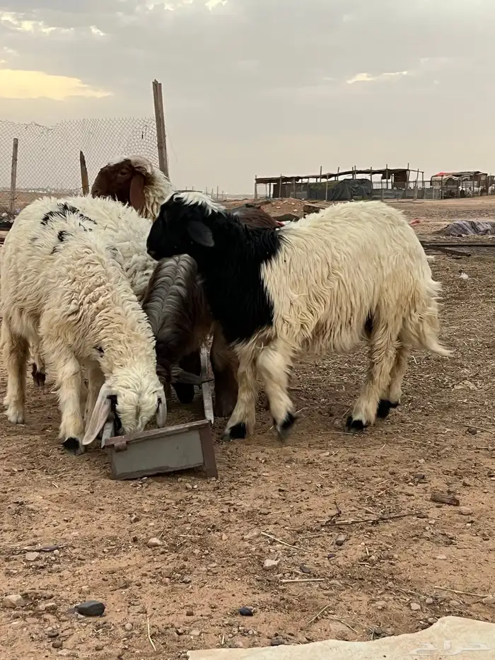 خرفان واحد نعيمي 6 شهور 3 مشروكات 6