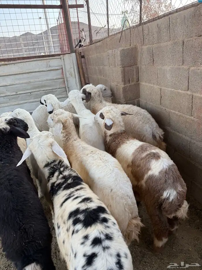 طليان وتيوس ذبايح نظيفه ع الشرط ( سلخ وتوصيل ) 1