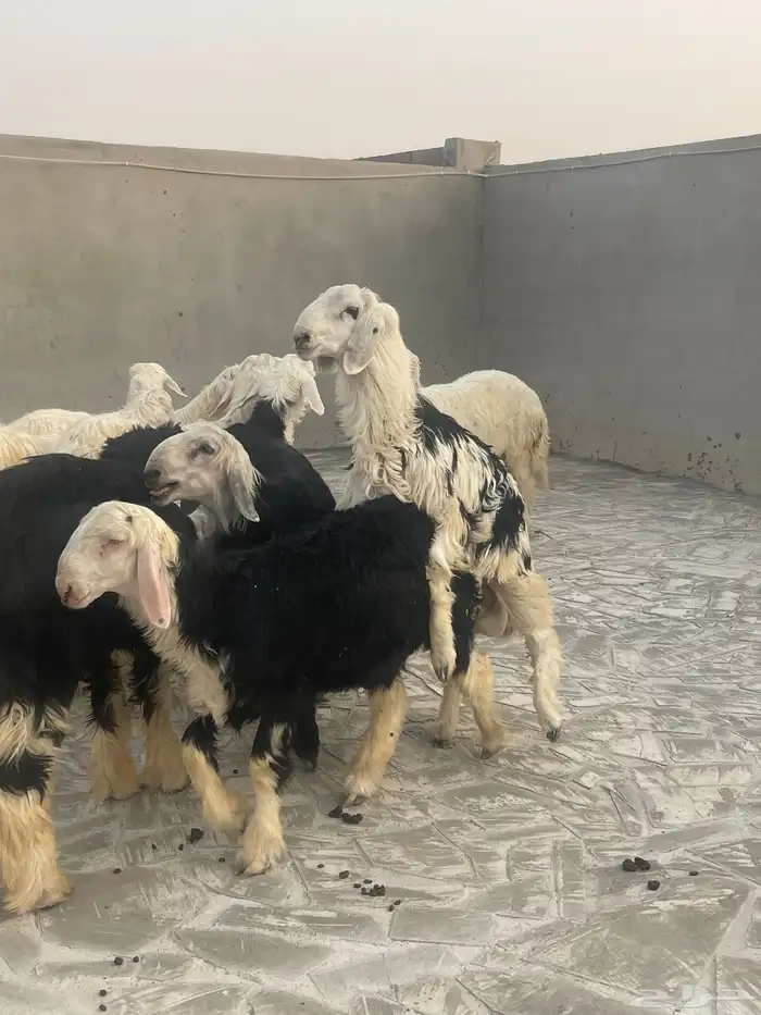طليان نجد 4