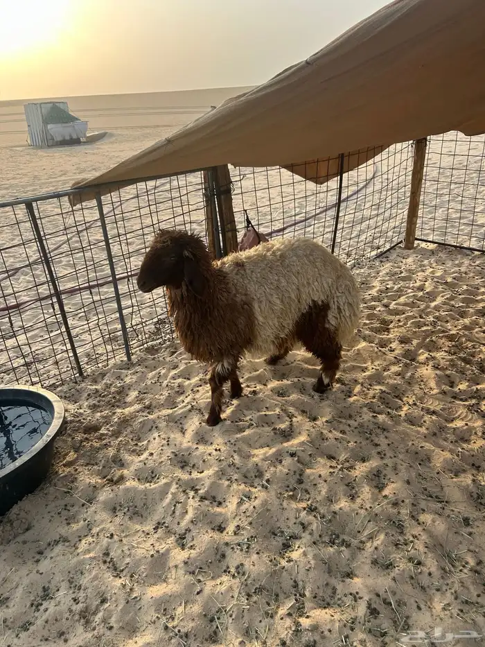 خروفين ورخل 4