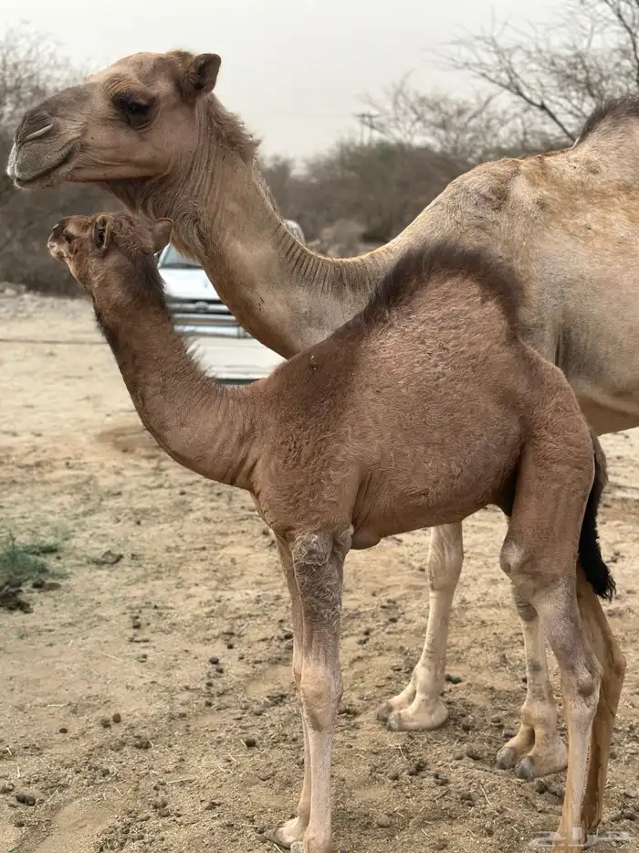 ناقه خلفه للبيع 3