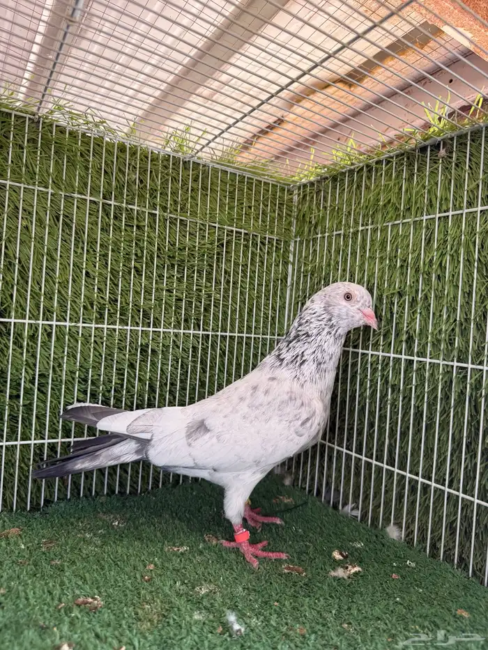 جميع النسول الحمام الباكستاني 14