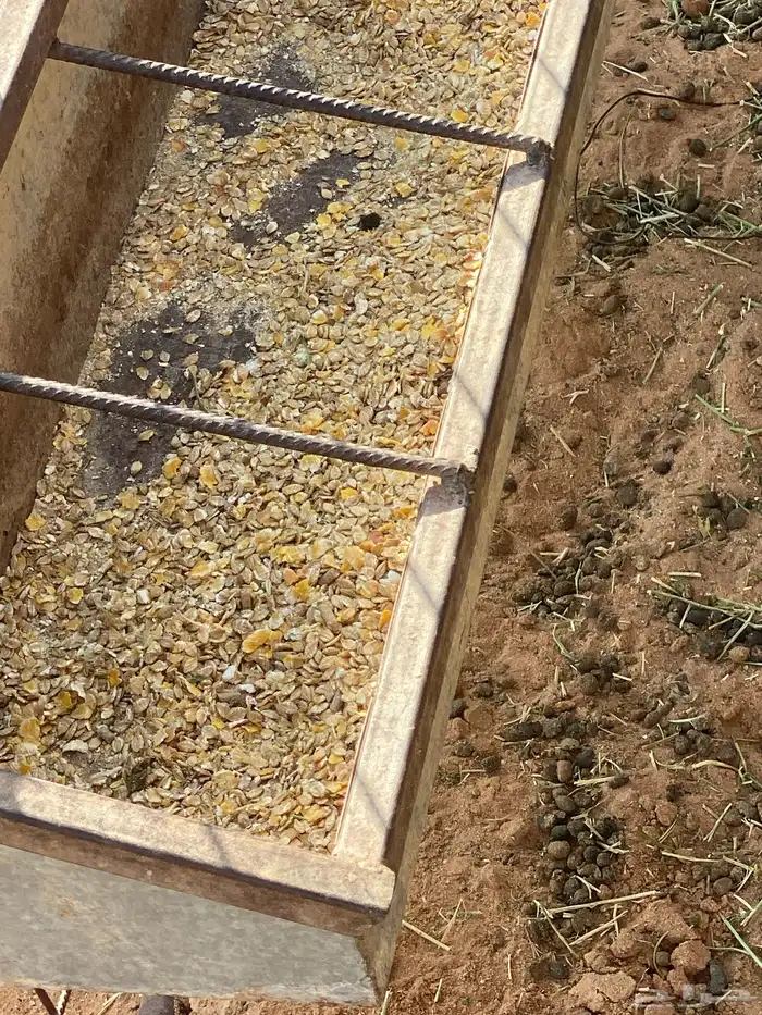 تيوس طيبه العدد 5 العلف مظغوط شعير وذره وبرسيم شي نظيف 3