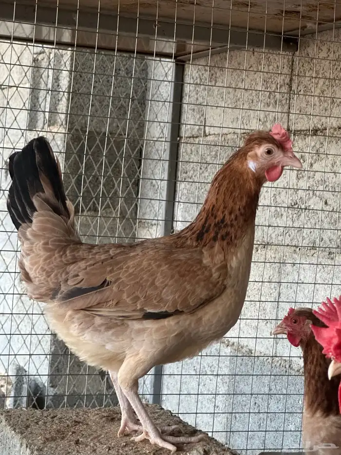 دجاج عربي ترثه 4