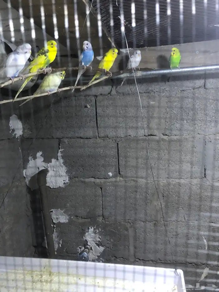 بادعي العدد7مع كيس اكل مع قفص601 سوم 2