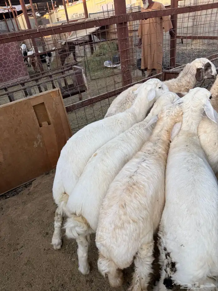 طليان وتيوس ذبايح نظيفه ع الشرط ( سلخ وتوصيل ) 4