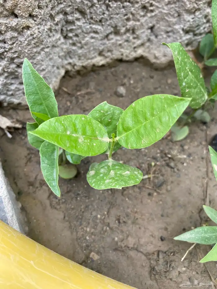 شجرة الضبره 9