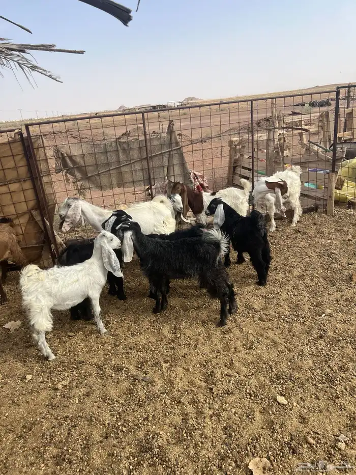 تيوس جفار 12