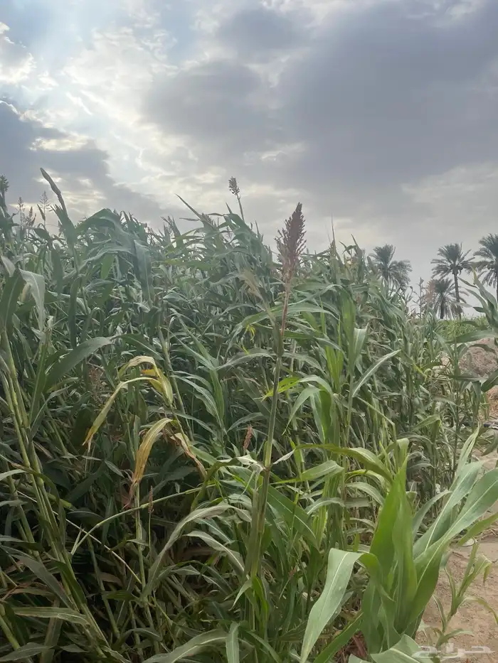 جربة قصب للبيع 4