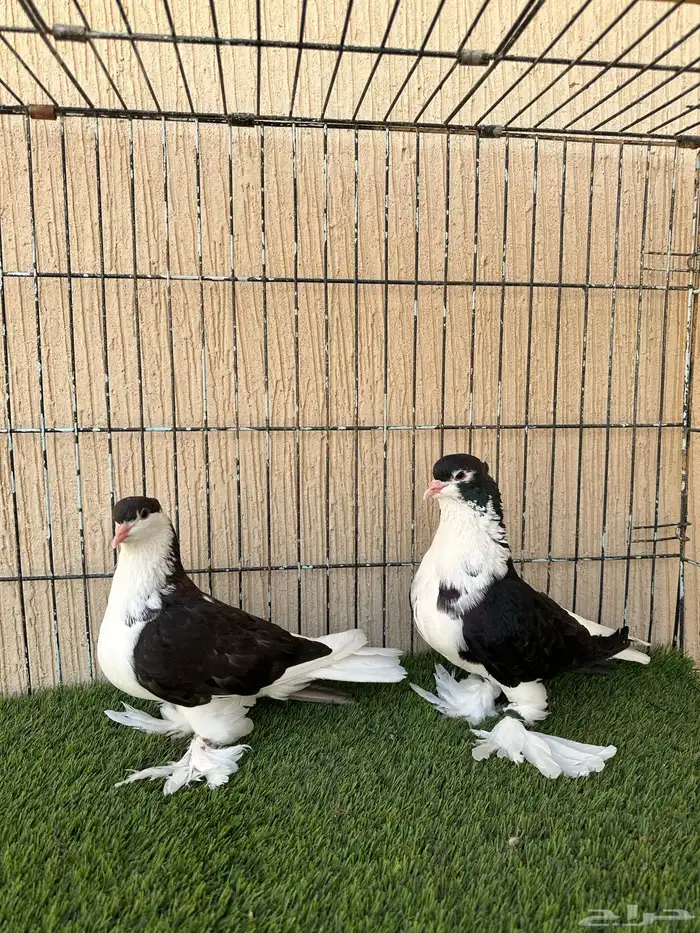 حمام شيرازي جوز منتج ماشاءالله للبيع 1
