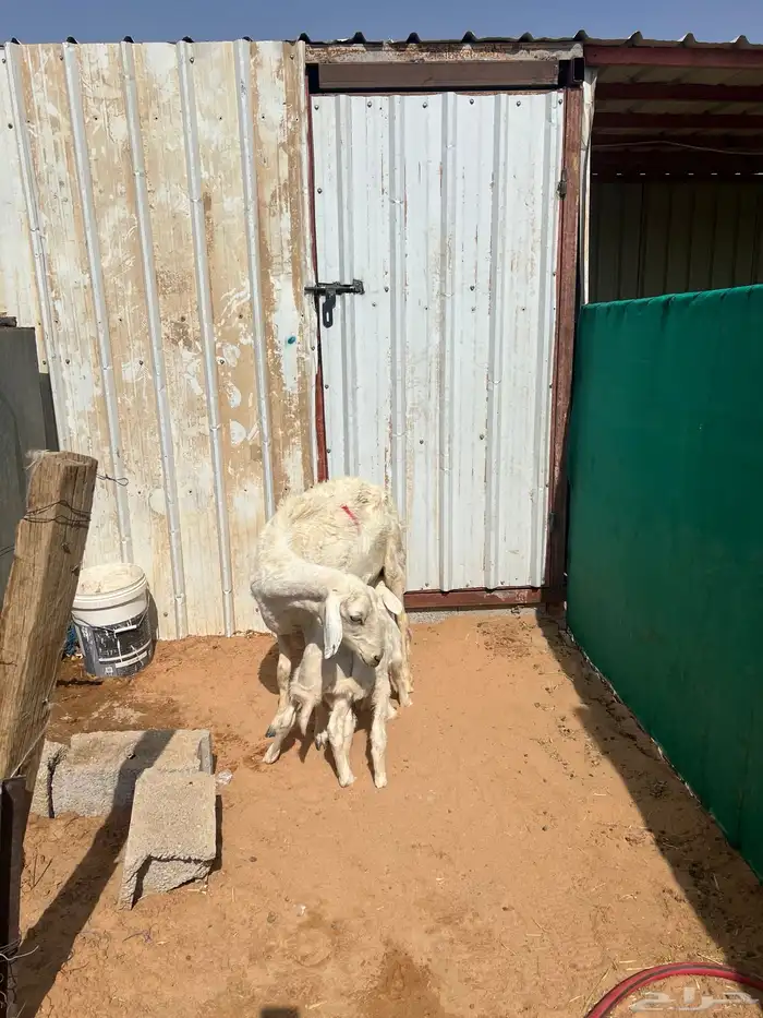 حريه متوم بخروف ورخل 1