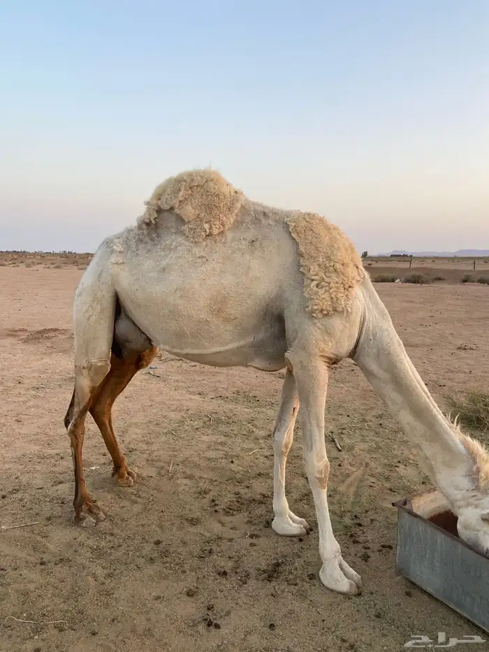 ناقه خلفه منيحه 12