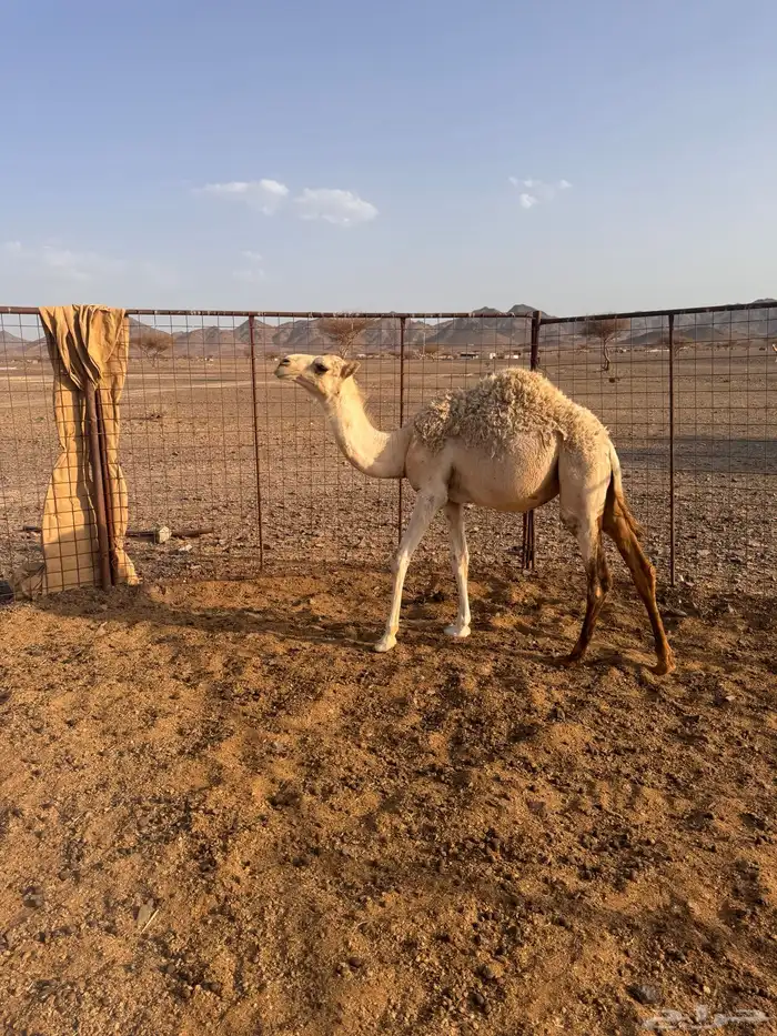 بكرة وضحى لبانية تم البيع 0
