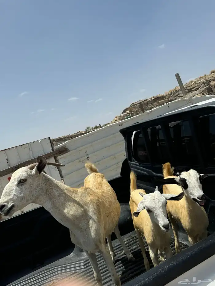 عنز بيشية عليها جفرتين سنها جامع 0