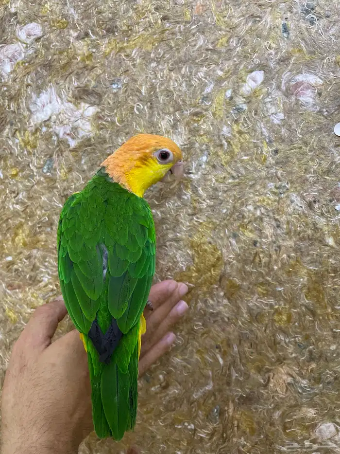 كايك وايت بيلي 5