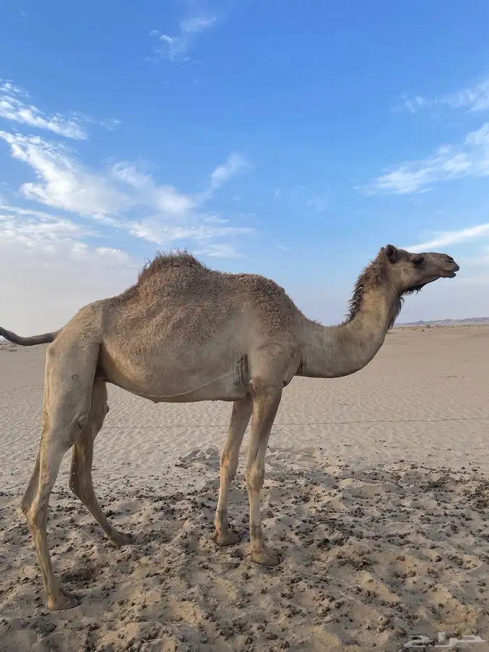 ناقه سودانيه القحه علي ولد سياف بن ذيب أم ثالث 0
