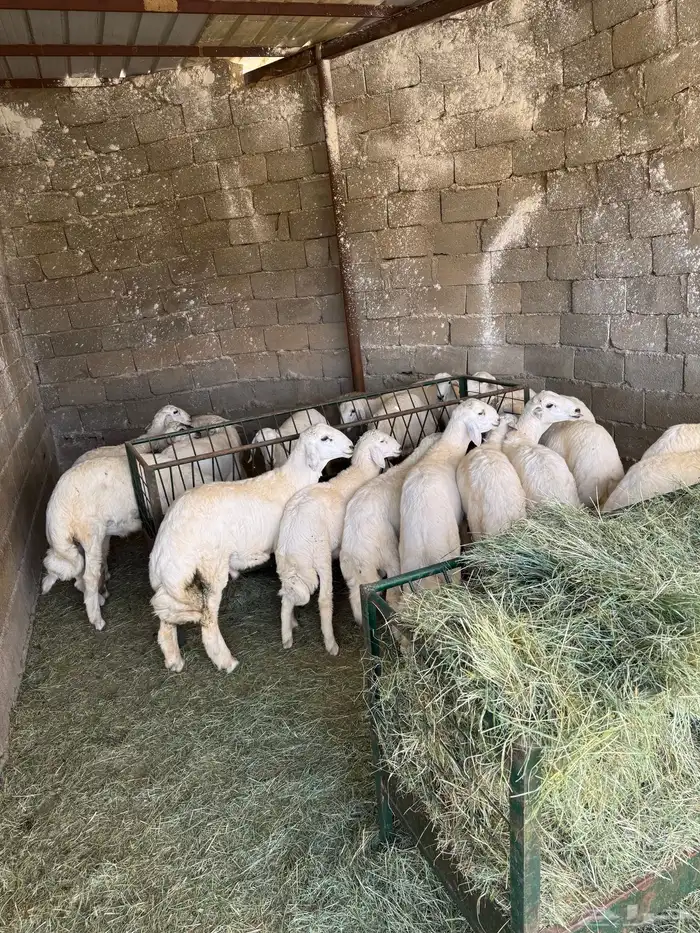 ذبايح طريق الملك عبدالله يوجد ذبح وتوصيل 3