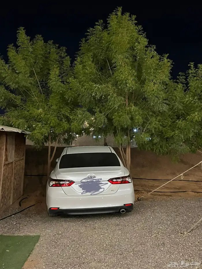 شجر نيم للبيع 4