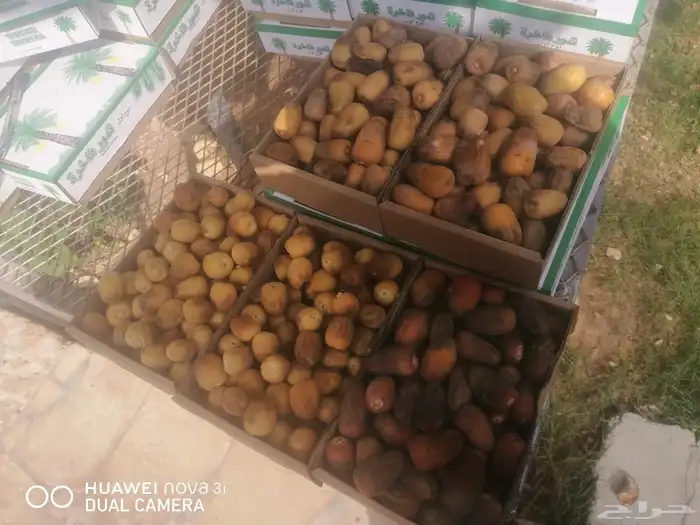 تمر خراف اليوم 0