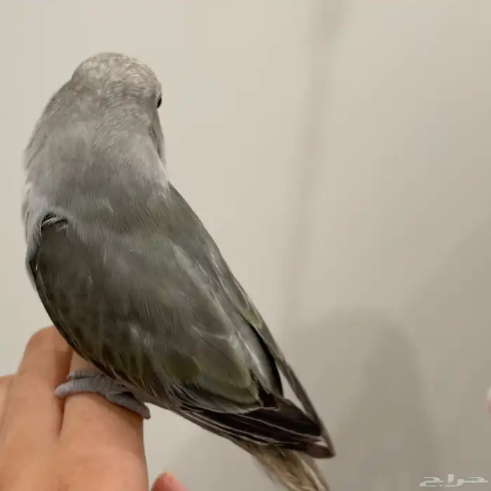 روز تربية 0