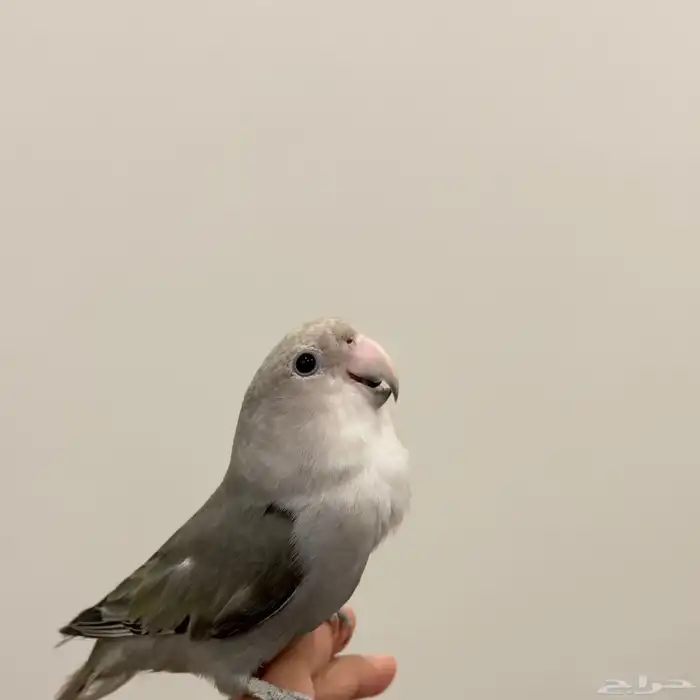 روز تربية 2