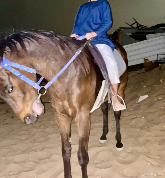 حصان انجلزي 6