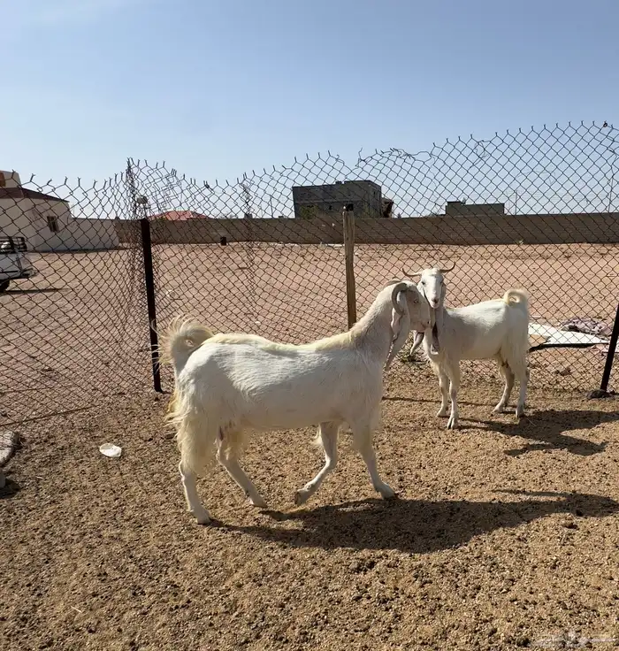 معزا مصريات مشاريك نوادر 13
