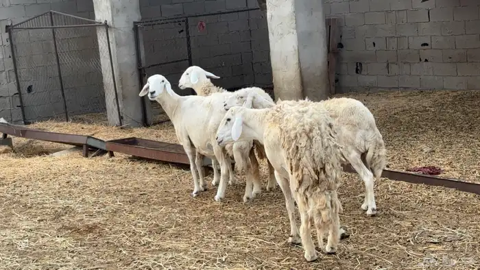 حلال للبيع 2