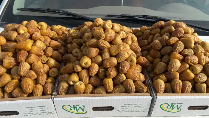 تمر القصيم خراف سنه 1447. جميع مناطق المملكه 16