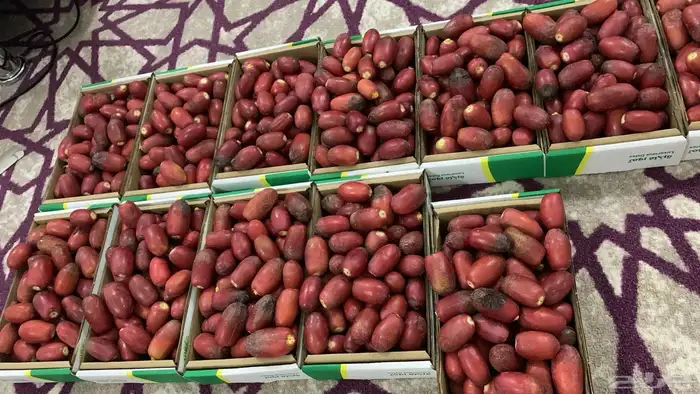 تمر حلوه10 كراتين 0