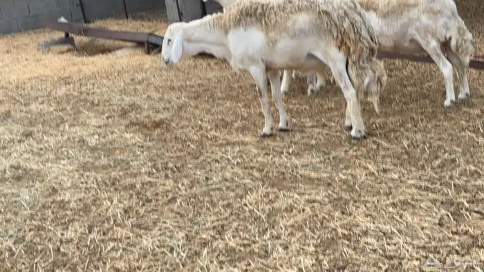 حلال للبيع 3