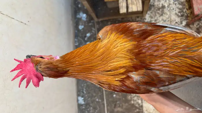 ديك للبيع 2