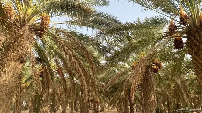 70 نخله صفري شمال بيشه 1