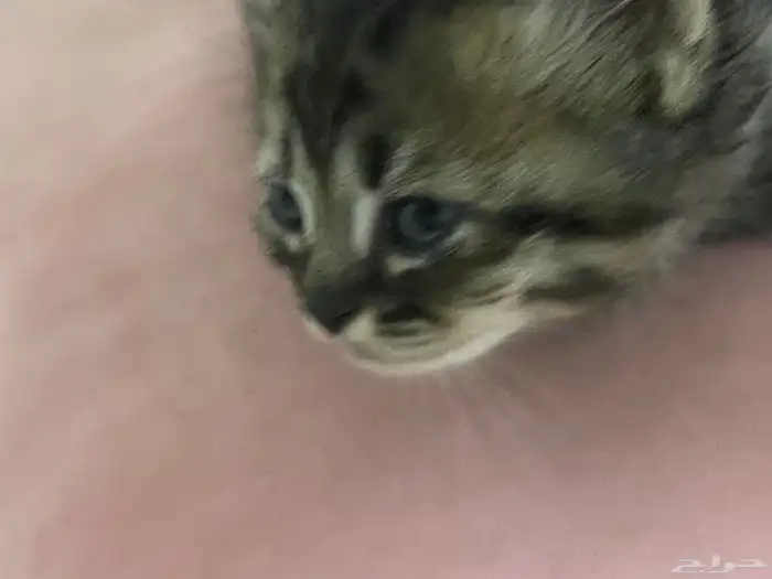 قطه 1