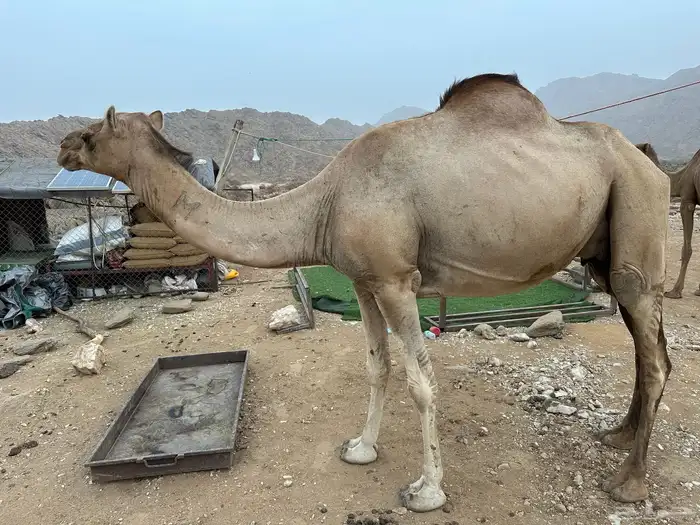 خلفة وقعود كفو كفو 4