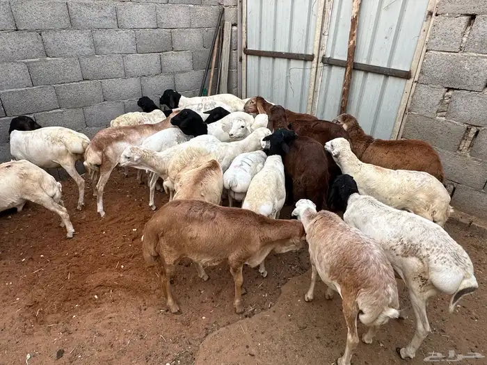 سواكن ورفيديات وبرابر طب وتخير 29