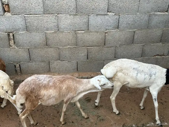 سواكن ورفيديات وبرابر طب وتخير 2