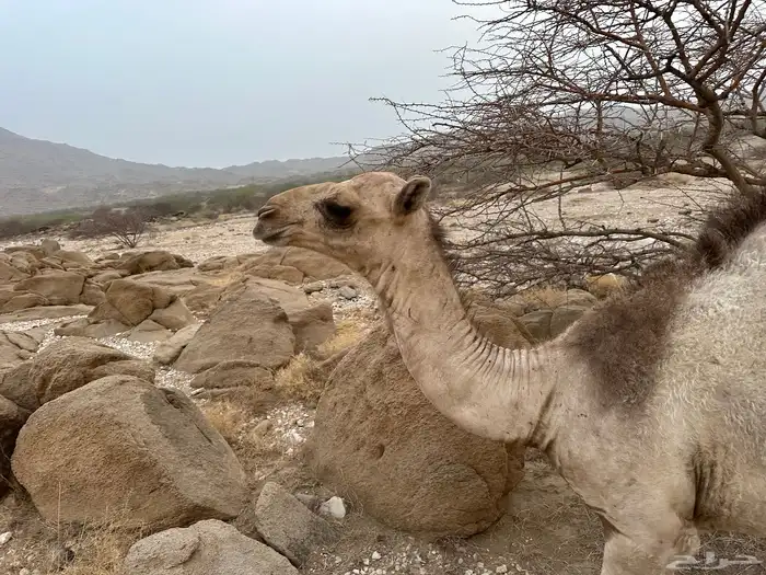 خلفة وقعود كفو كفو 2