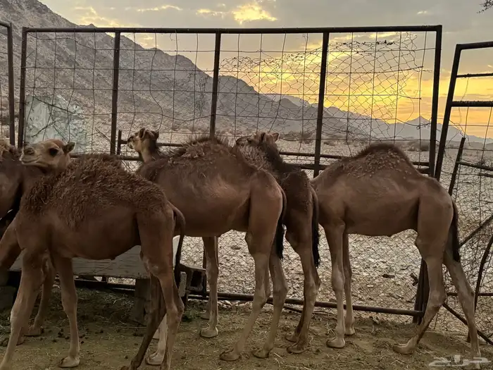 للبيع حشو حليب 7