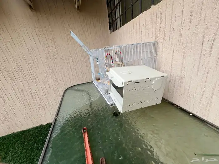 قفص مع بياضه على السوم 3